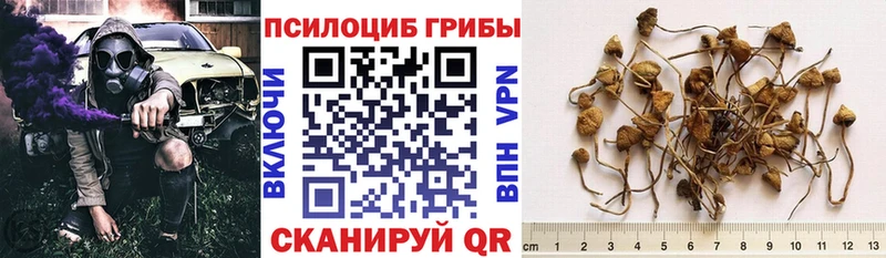 где можно купить наркотик  Сухиничи  Псилоцибиновые грибы ЛСД 